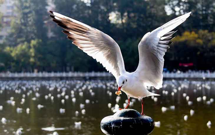 昆明翠湖公園的海鷗什么時候走，何時搬家？.jpg