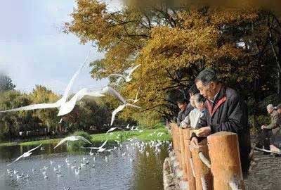 冬天去昆明哪里看海鷗？環(huán)西橋大觀河沿岸.jpg