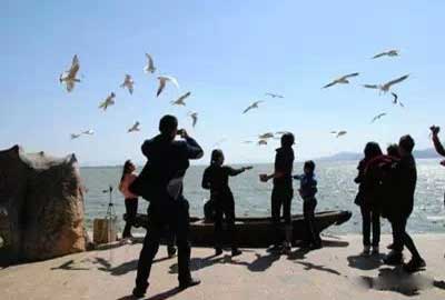 冬天去昆明哪里看海鷗？海埂公園.jpg