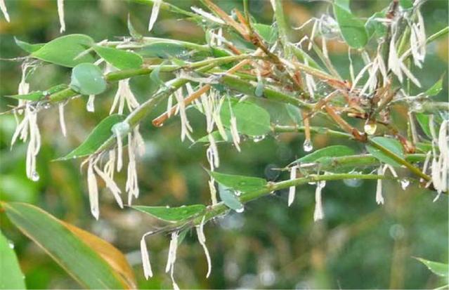 農(nóng)村俗語：“竹子開花，馬上搬家”，說的是啥意思？.jpg